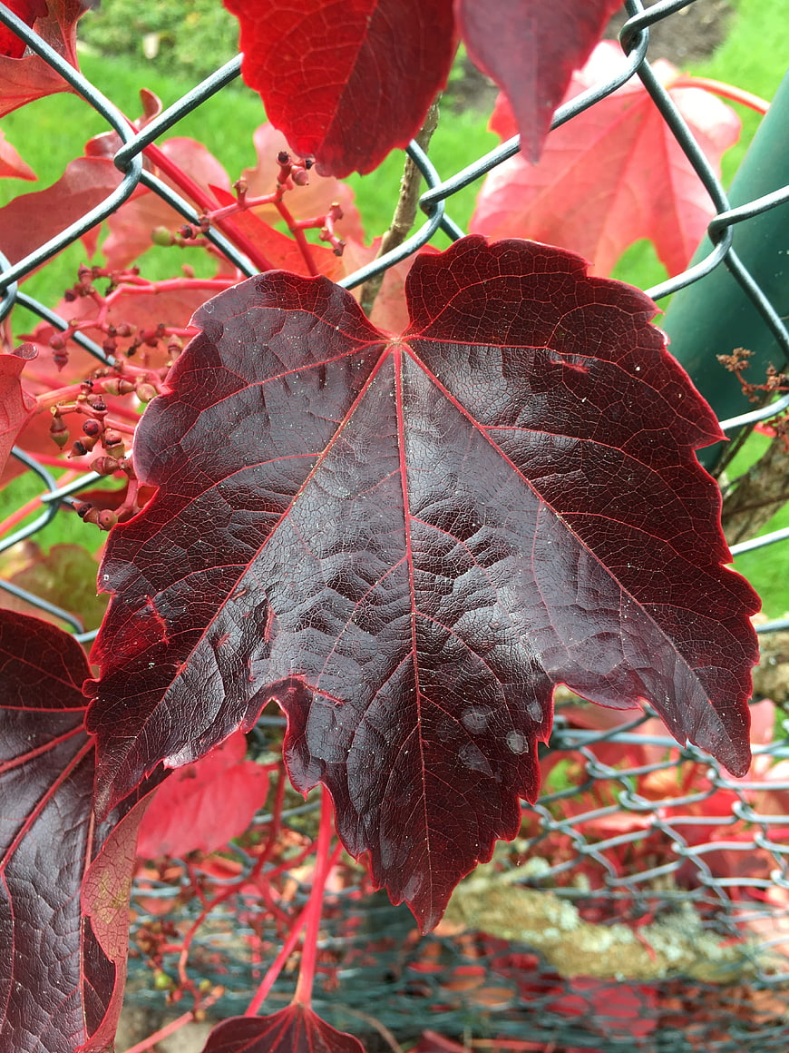 Close-up of vibrant red autumn leaf on chain link fence