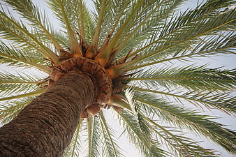 Low angle view of palm tree trunk and fronds against sky