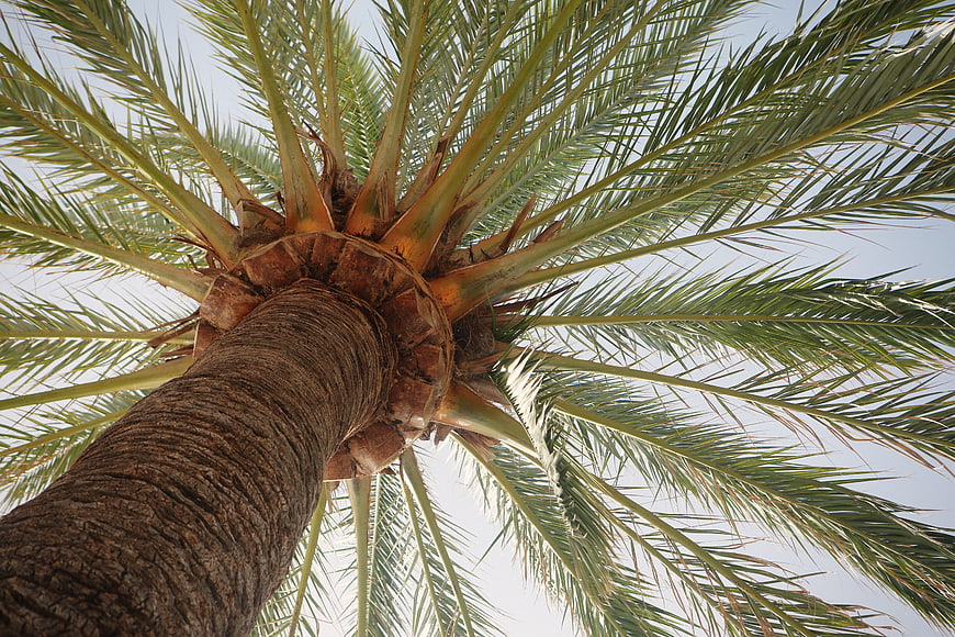 Low angle view of palm tree trunk and fronds against sky