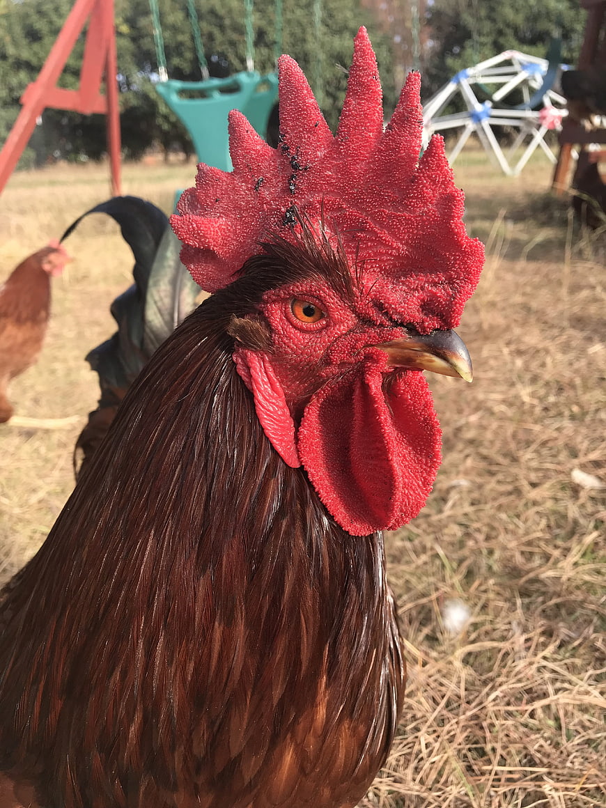 Close-up portrait of a red rooster in a backyard