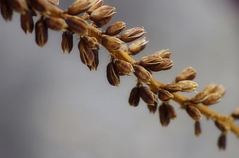 Close Up of Dried Brown Seed Pods on Stem
