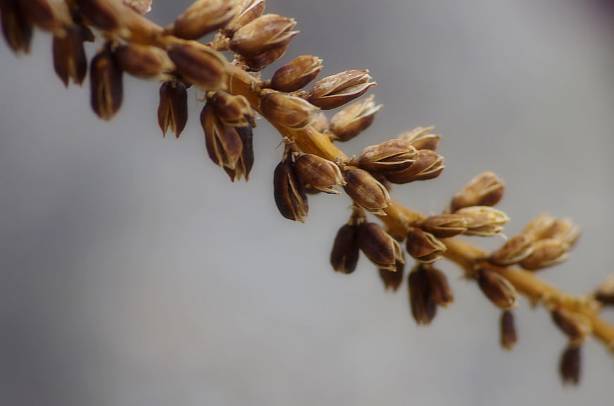 Close Up of Dried Brown Seed Pods on Stem