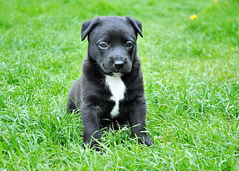 Cute Black Puppy with White Chest Sitting on Green Grass