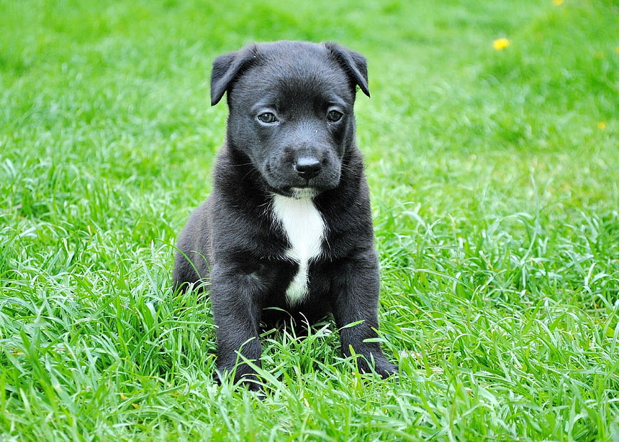 Cute Black Puppy with White Chest Sitting on Green Grass