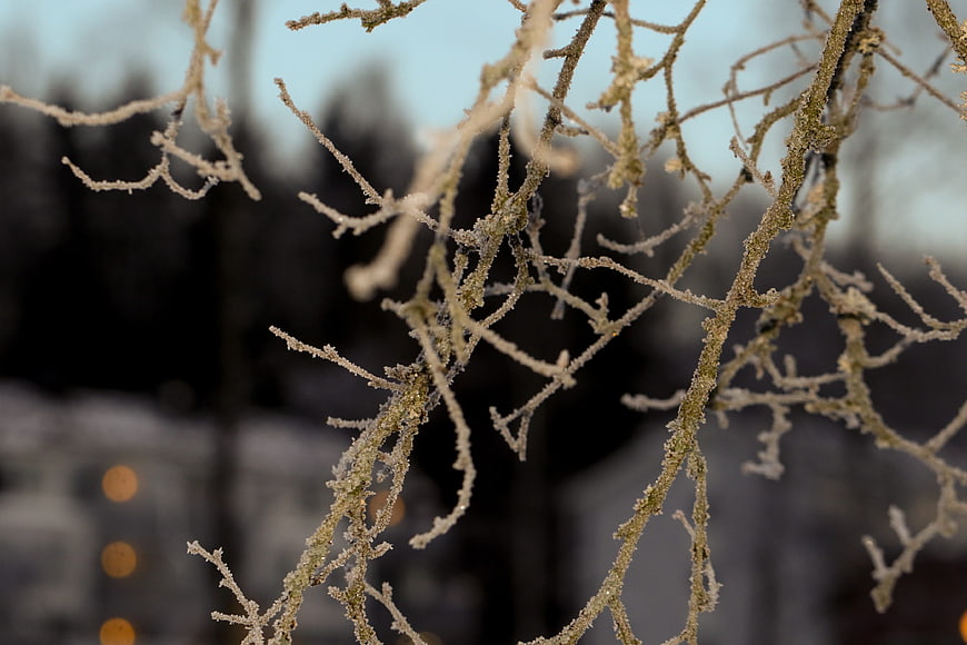 Frosty Tree Branches with Bokeh Background