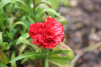 Vibrant Red Carnation with Water Droplets in Garden