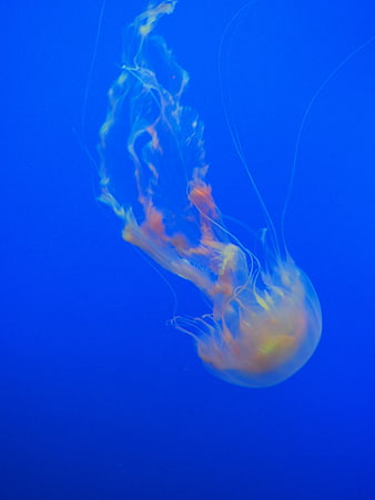 Orange Jellyfish Floating in Deep Blue Ocean Water