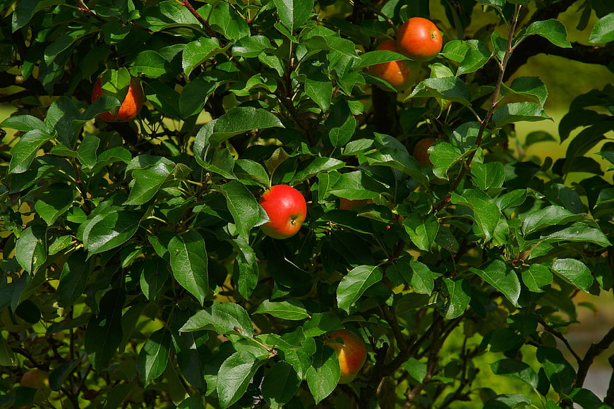 Ripe Red Apples Hanging on a Green Tree Branch