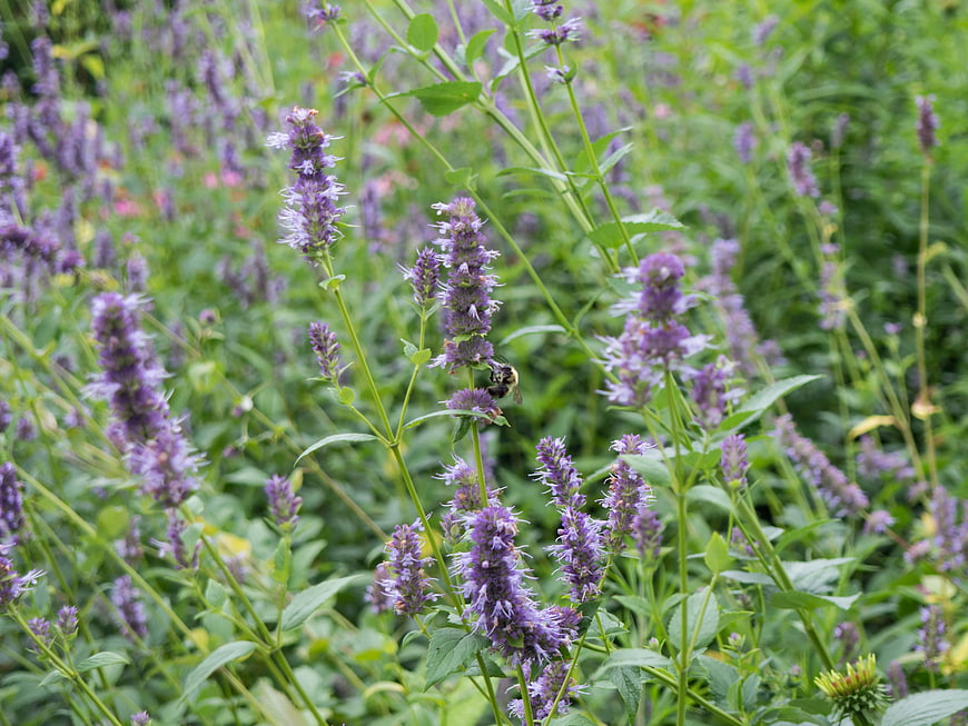 Bumblebee Pollinating Purple Wildflowers in Green Meadow