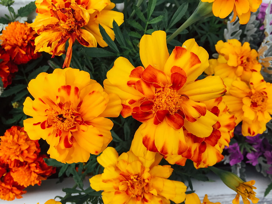 Vibrant Yellow and Orange Marigold Flowers Close-Up