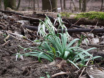 Snowdrops blooming in forest soil close up