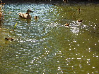 Mother Duck and Ducklings Swimming in Sparkling Lake Water