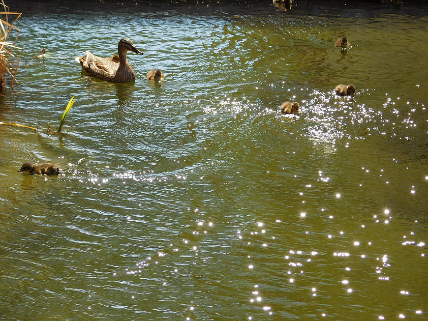 Mother Duck and Ducklings Swimming in Sparkling Lake Water