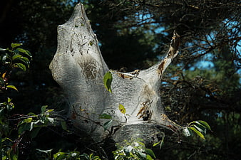 Large caterpillar web nest in tree branches