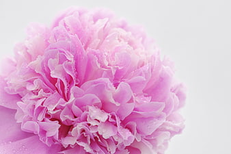 Pink Peony Flower Close Up With Water Droplets On White Background