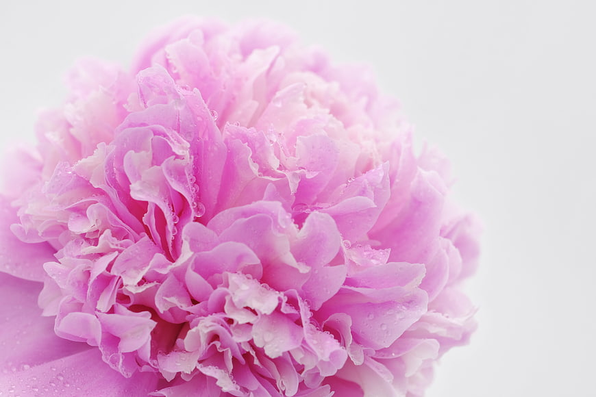 Pink Peony Flower Close Up With Water Droplets On White Background