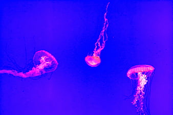 Glowing Pink Jellyfish Swimming in Deep Blue Water