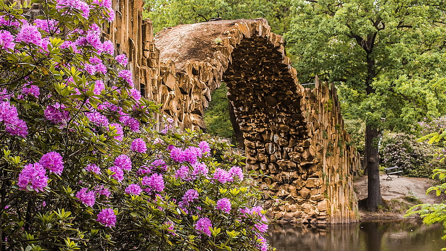 Historic stone bridge arch with blooming pink rhododendrons in a park