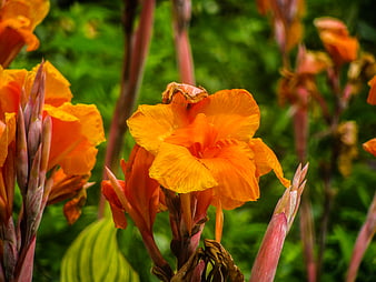 Vibrant Orange Canna Lily Flowers in Garden