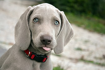 Close-up portrait of a grey Weimaraner puppy with blue eyes and red collar