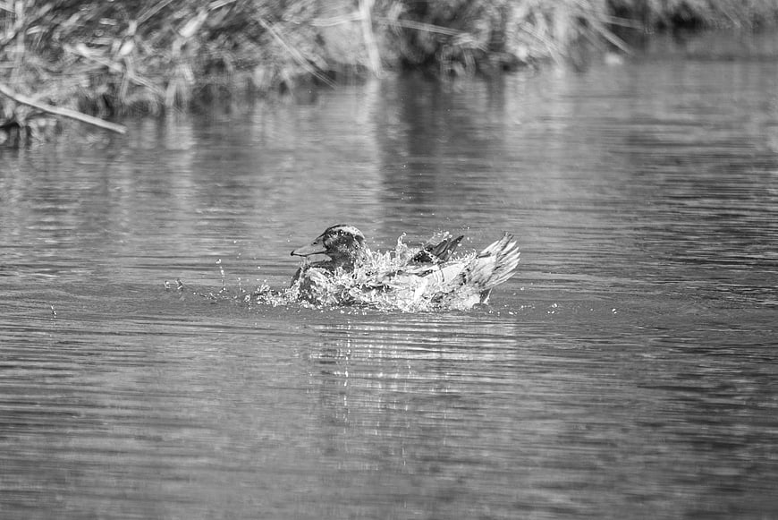 Black and white duck splashing water in a pond