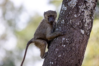 Young Baboon Clinging to Tree Trunk in Wild Nature