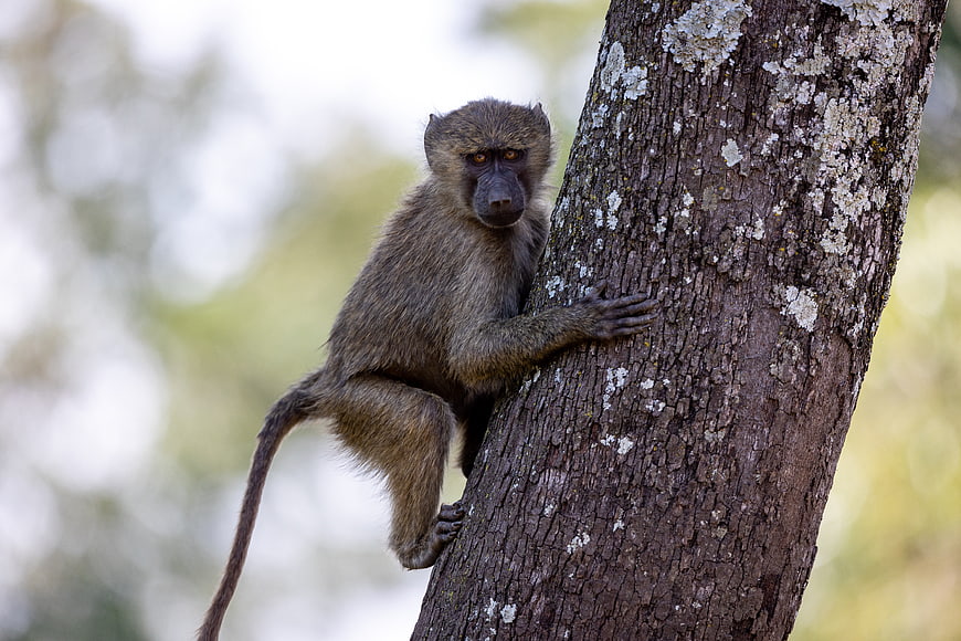 Young Baboon Clinging to Tree Trunk in Wild Nature