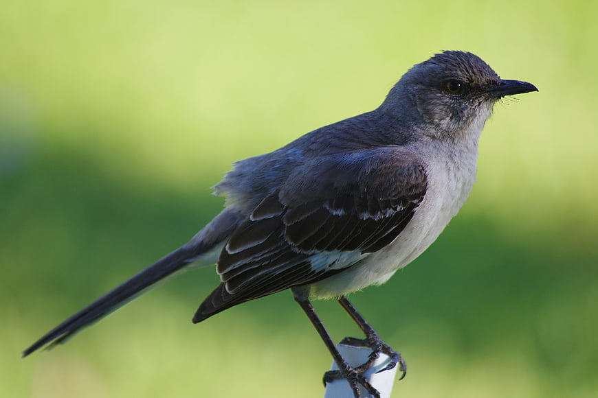 Northern Mockingbird Perched on White Post