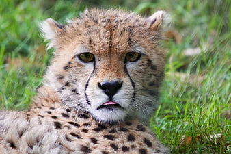 Close-up portrait of a cheetah resting in green grass