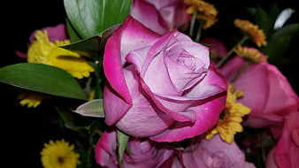 Close-up of vibrant pink rose with yellow flowers