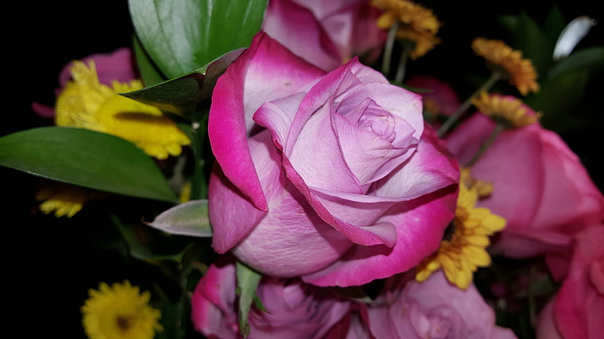 Close-up of vibrant pink rose with yellow flowers
