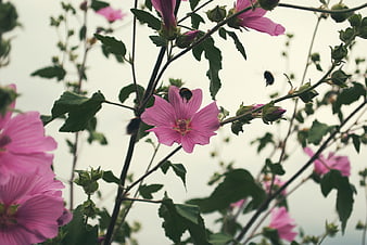 Pink Hibiscus Flowers with Bees Pollinating in Garden