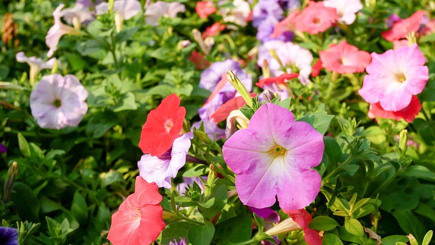 Colorful Petunia Flowers in a Vibrant Garden Bed