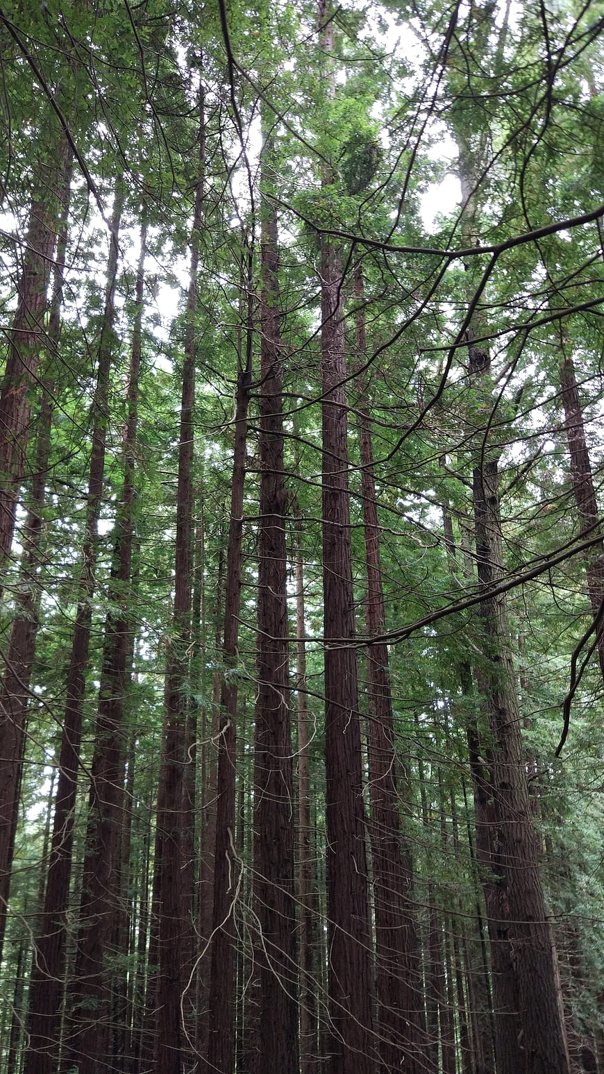 Low angle view of towering redwood trees in a dense forest