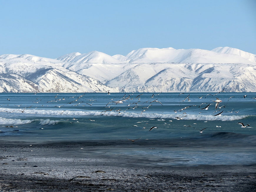 Seagulls Flying Over Winter Ocean With Snowy Mountains