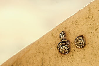 Close-up of three snail shells on a textured beige surface