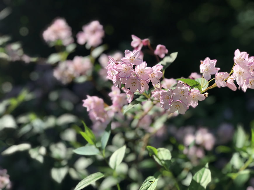 Close-up of delicate pink spring flowers in sunlight