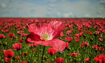 Vibrant Red Poppy Flower Blooming In A Vast Summer Field