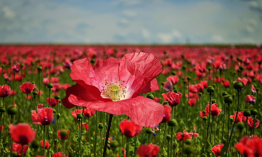 Vibrant Red Poppy Flower Blooming In A Vast Summer Field