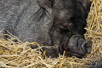 Close-up of sleeping black pig on straw