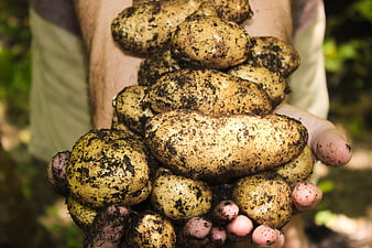 Hands holding freshly harvested organic potatoes with soil