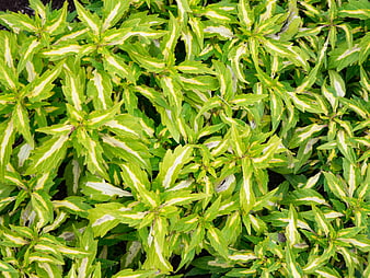 Close-up of Variegated Green and Yellow Foliage Texture
