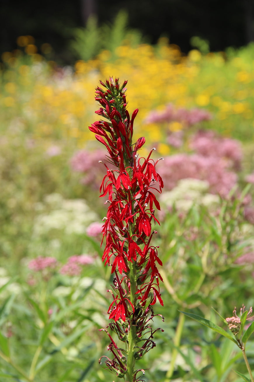 Vibrant Red Cardinal Flower in Summer Meadow