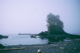 Misty coastal landscape with rocky island and evergreen trees