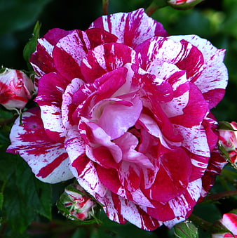 Close-up of vibrant pink and white striped rose flower