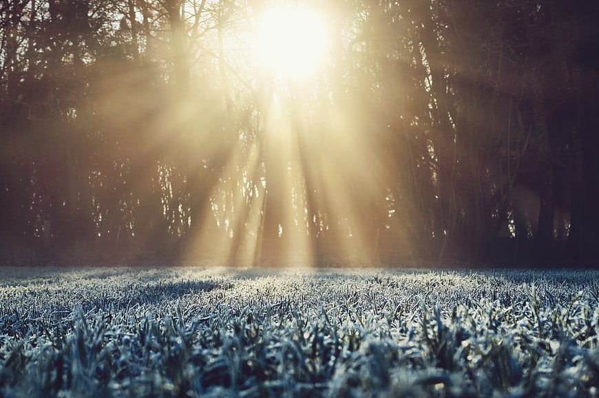 Sunbeams shining through trees onto frosty grass
