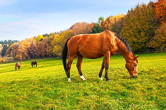 Brown Horse Grazing In Autumn Meadow With Forest Background