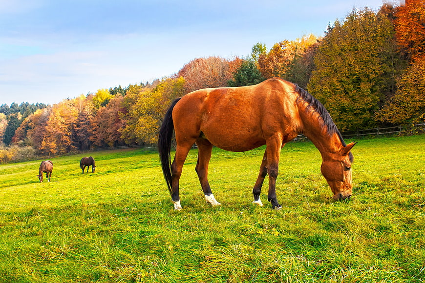 Brown Horse Grazing In Autumn Meadow With Forest Background