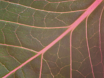 Close-up of Green Leaf with Pink Veins