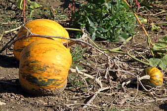 Freshly harvested yellow pumpkins in a garden field